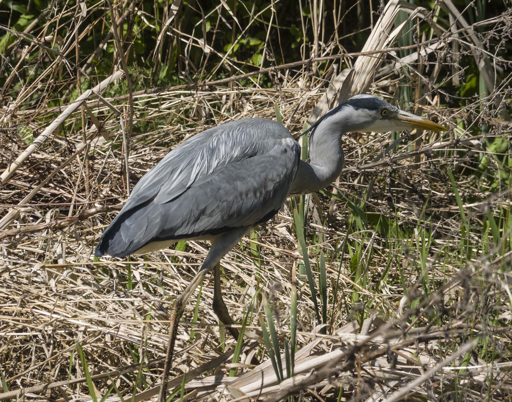 WandleTrailMordenHallParkHeron