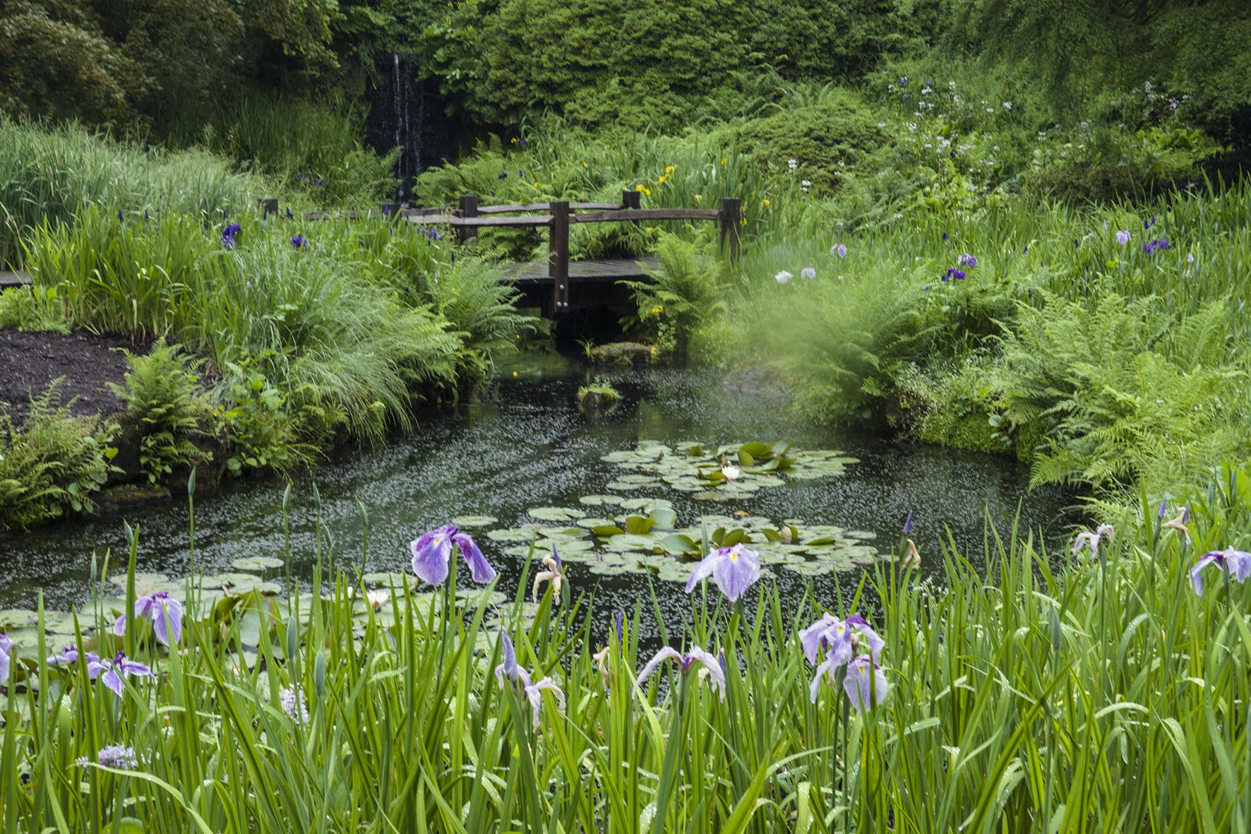 BalcombeCircWakehurstPlaceIrisDell
