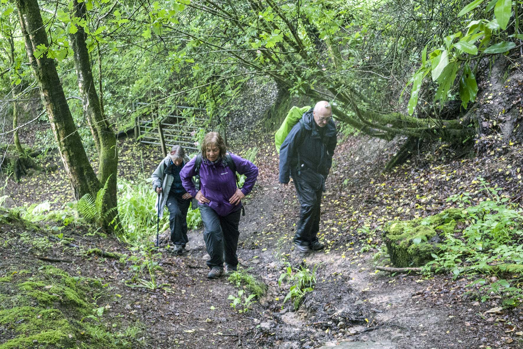 BalcombeCircWoodswRamblers