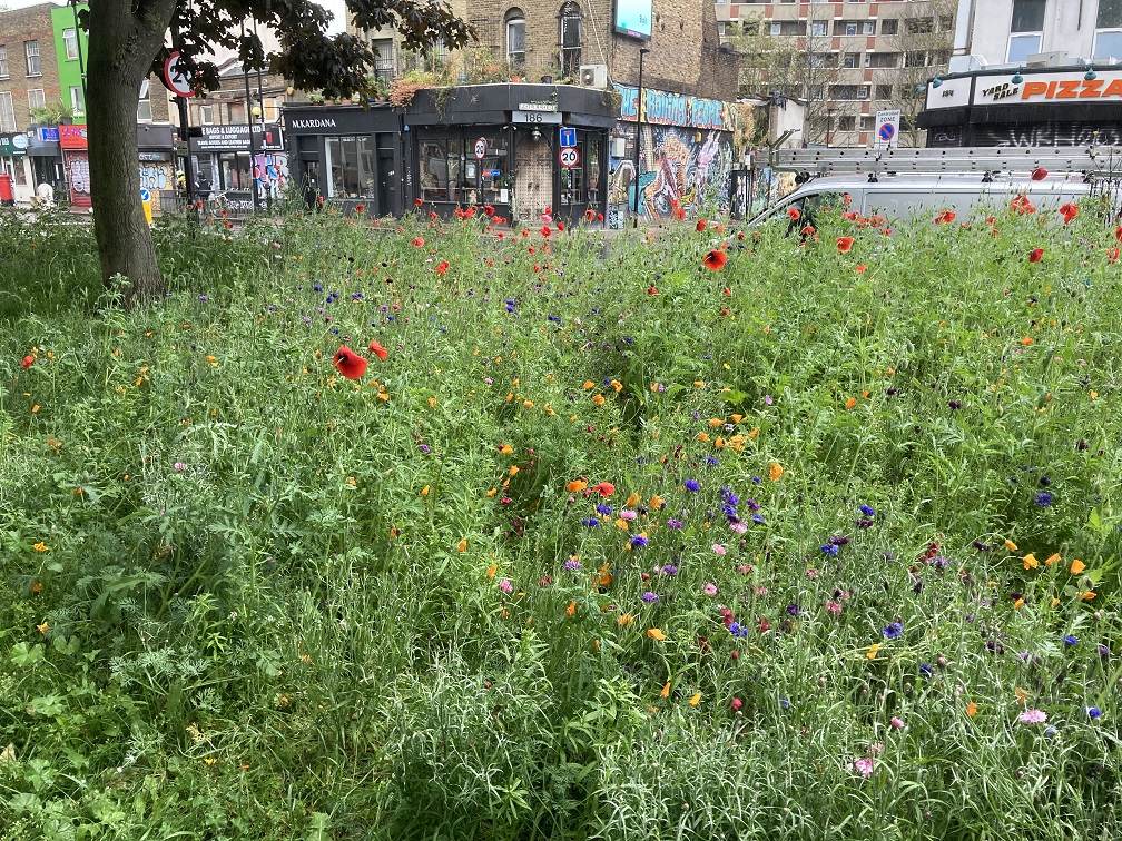 Hoxton 1 Wildflower meadow beside Hackney Road