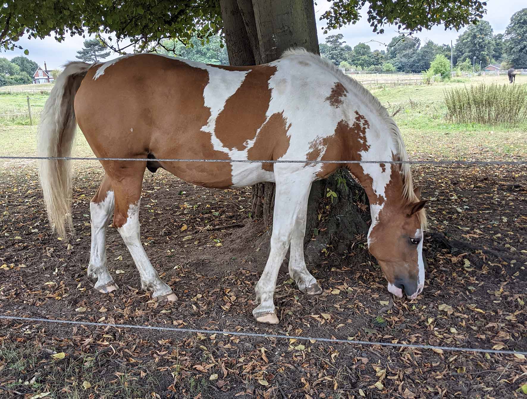 AllbanyPktoBexley Horse
