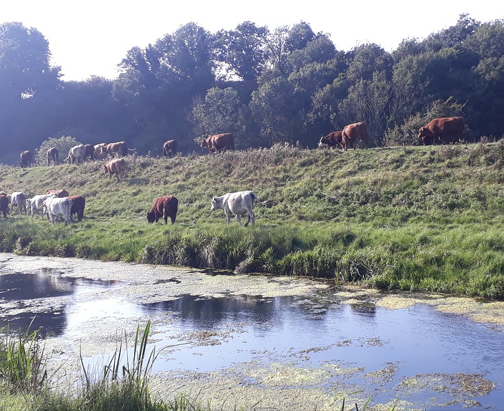 WinchelseaCattle Royal Military CanalAC02