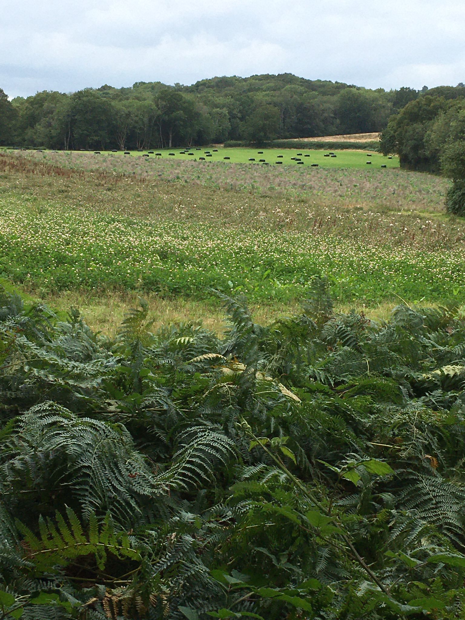 WitleySE03
