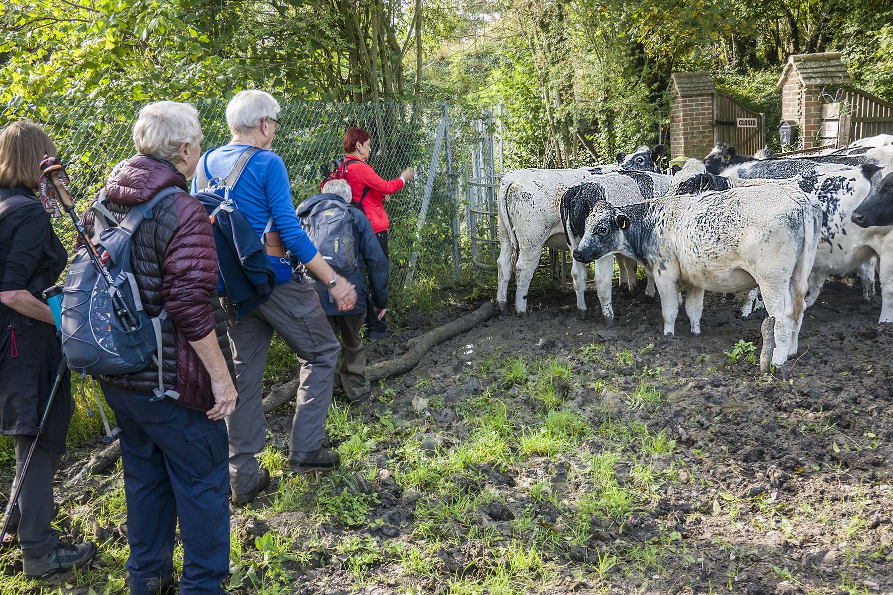 BoxHilltoReigateHeifersBlocking