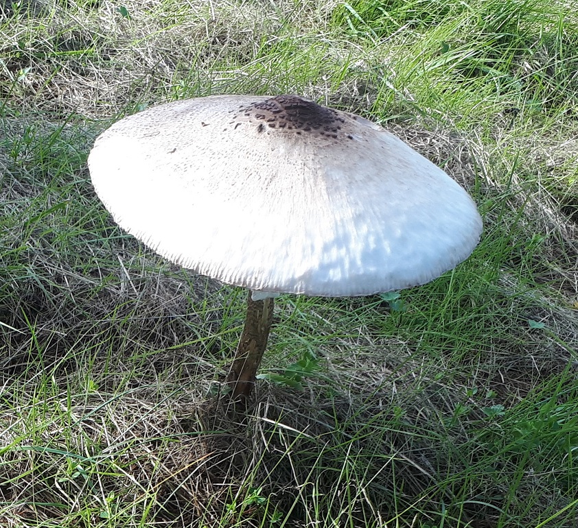 HamStMB02