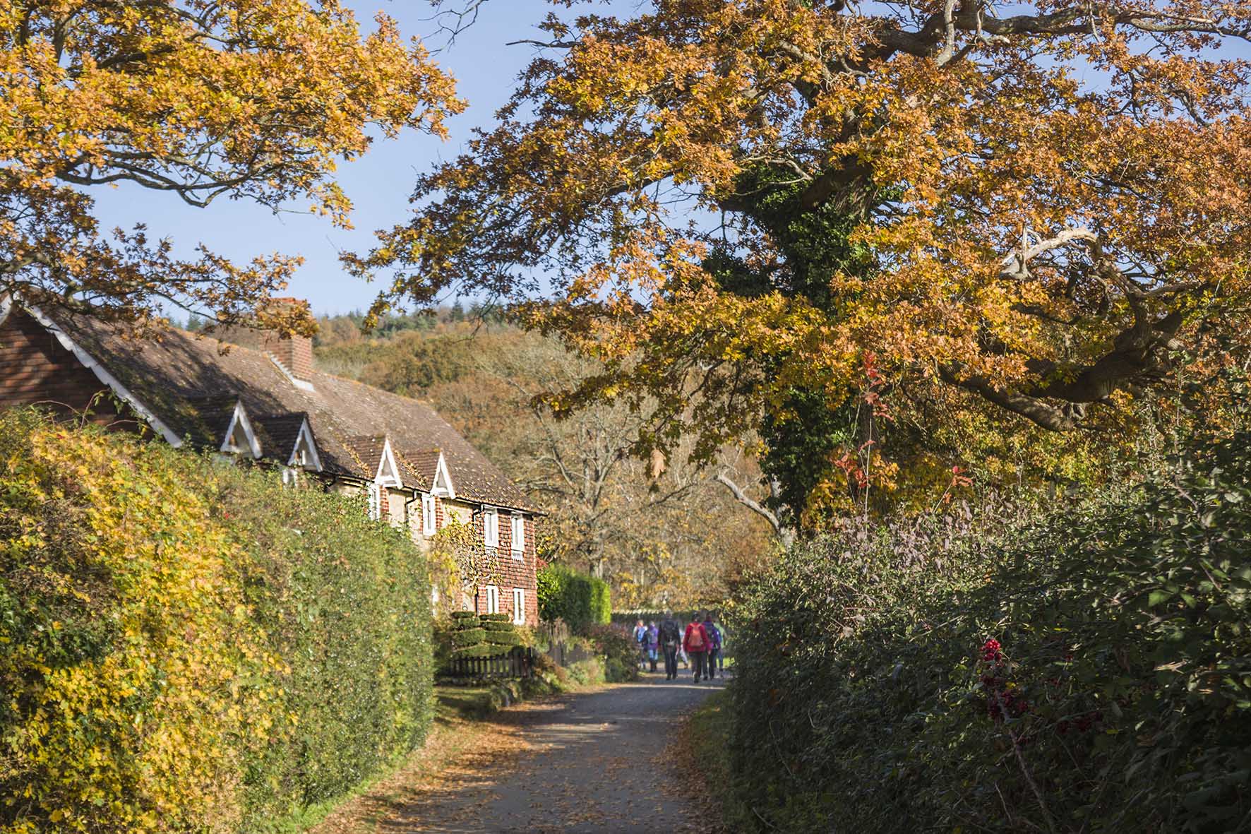 LimpsfieldCircRamblerswAutumnColour