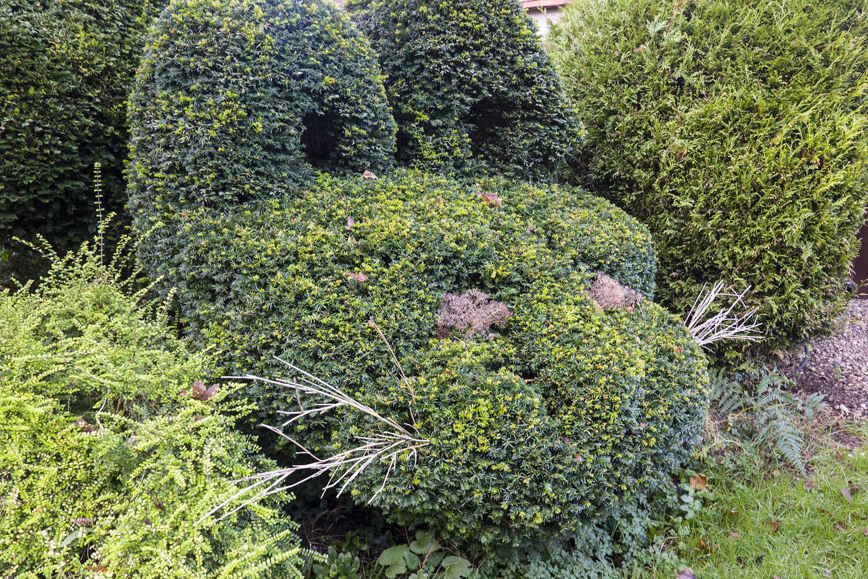LimpsfieldCircTopiearyCat