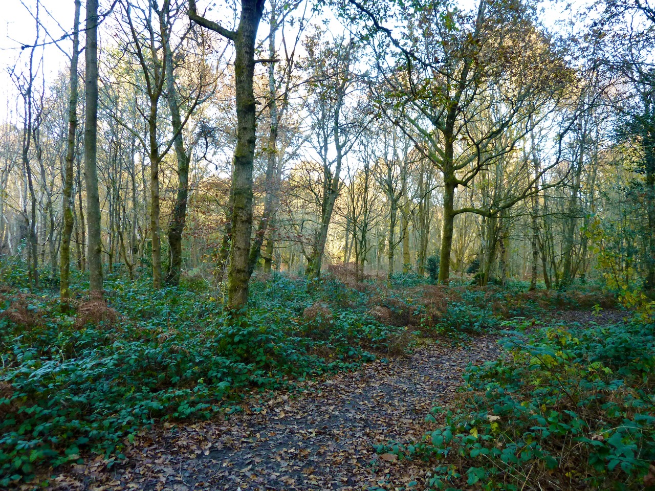 LimpsfieldGW07
