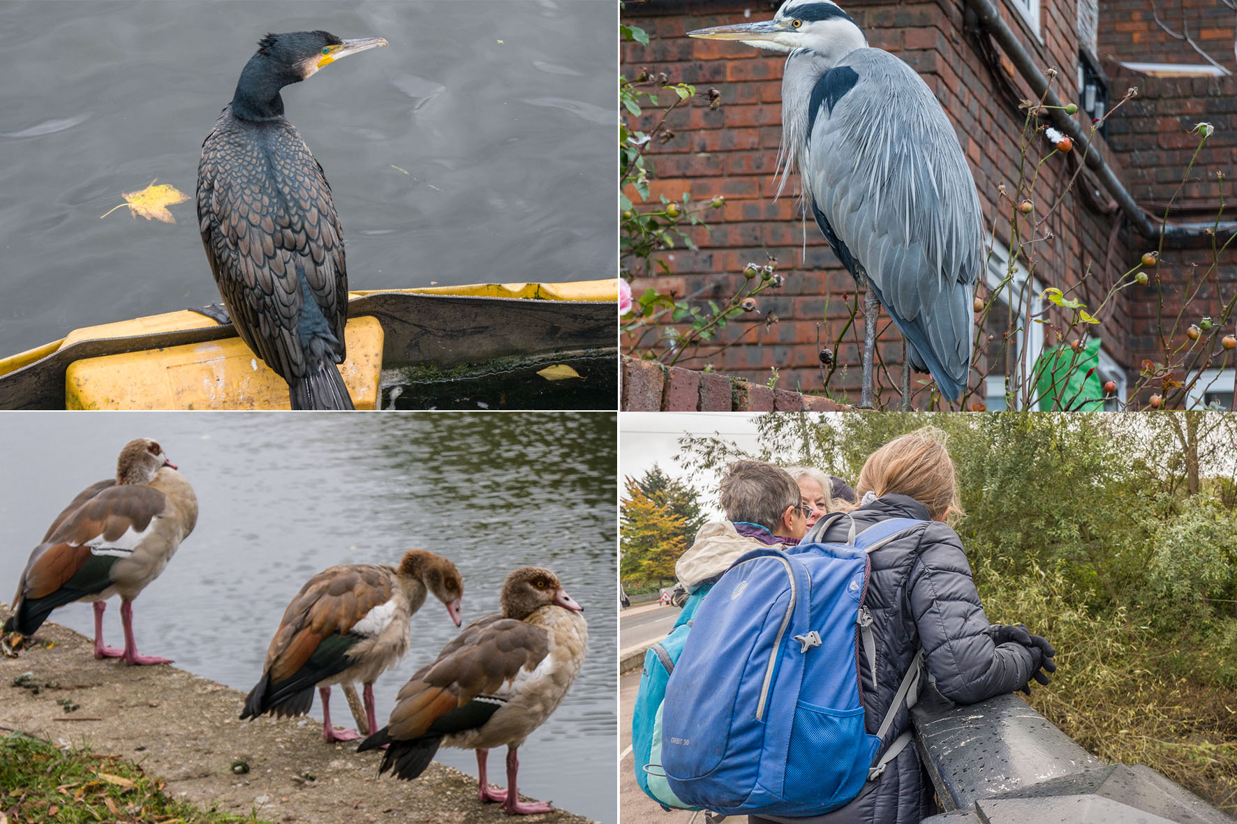 TottenhamMarshesBirds