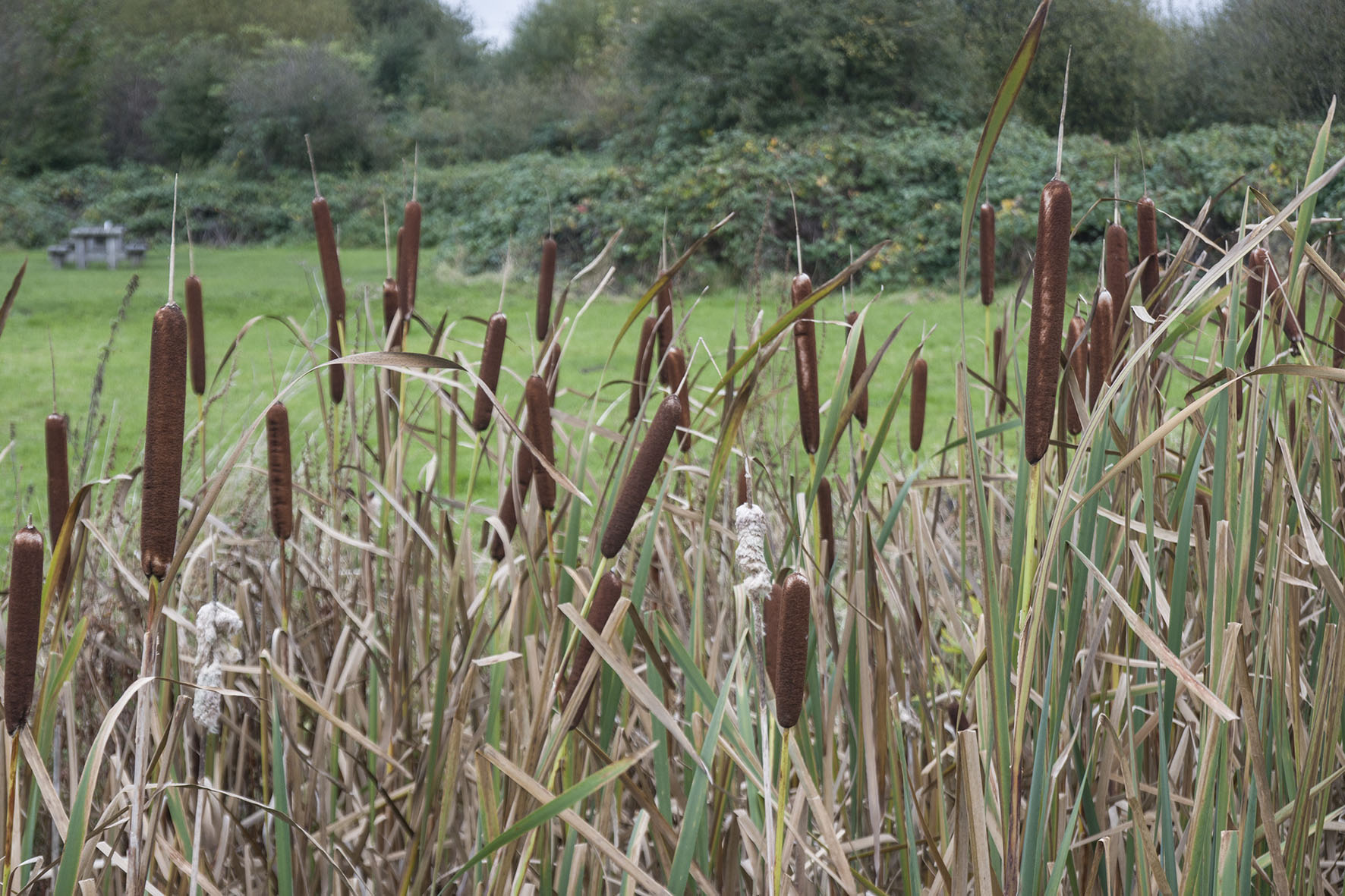 TottenhamWetlandsBulrushes
