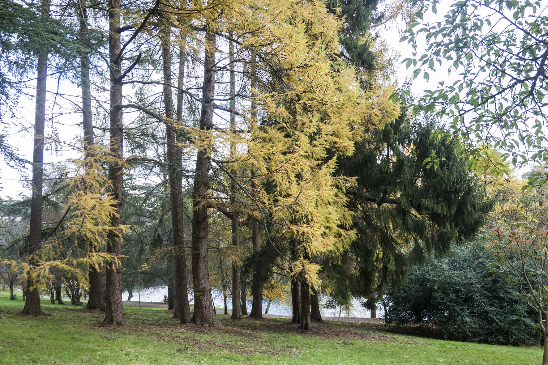 WinkworthArboretumConifers