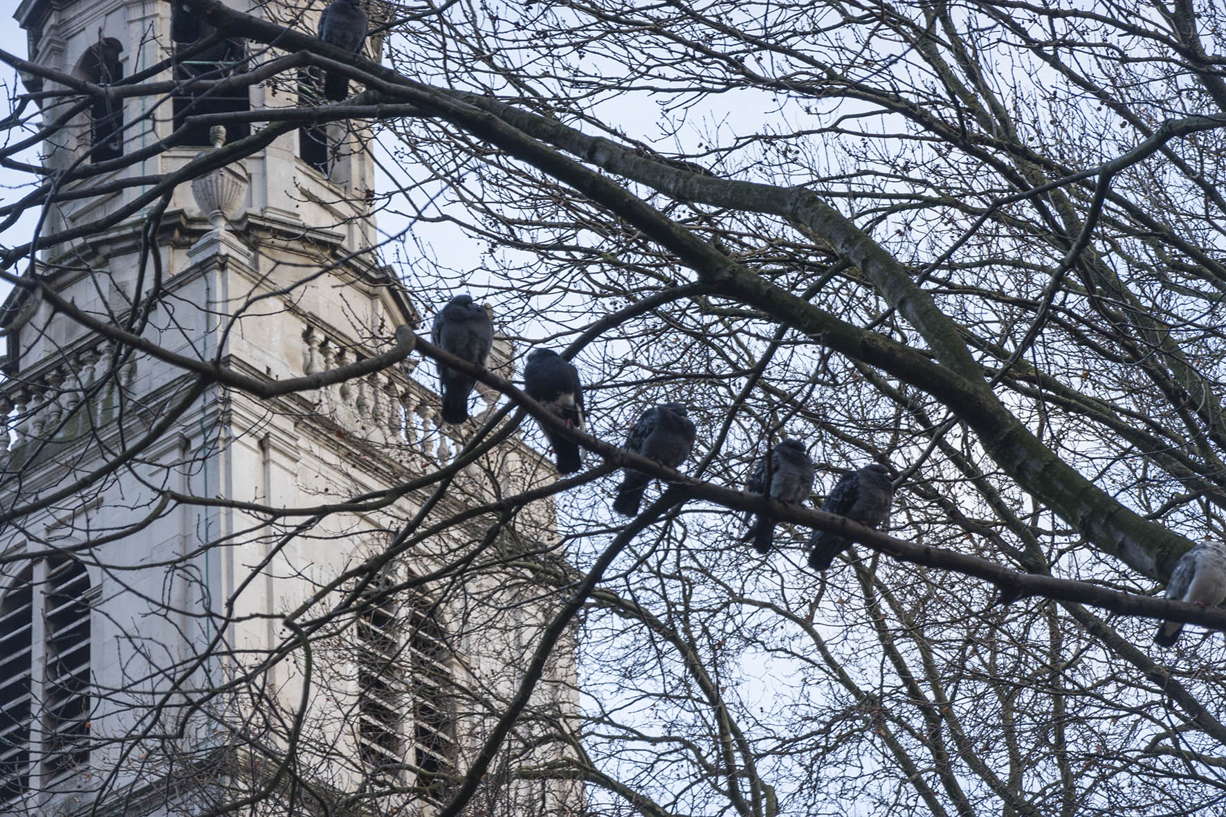 FarringdonCircAStJameswPigeons