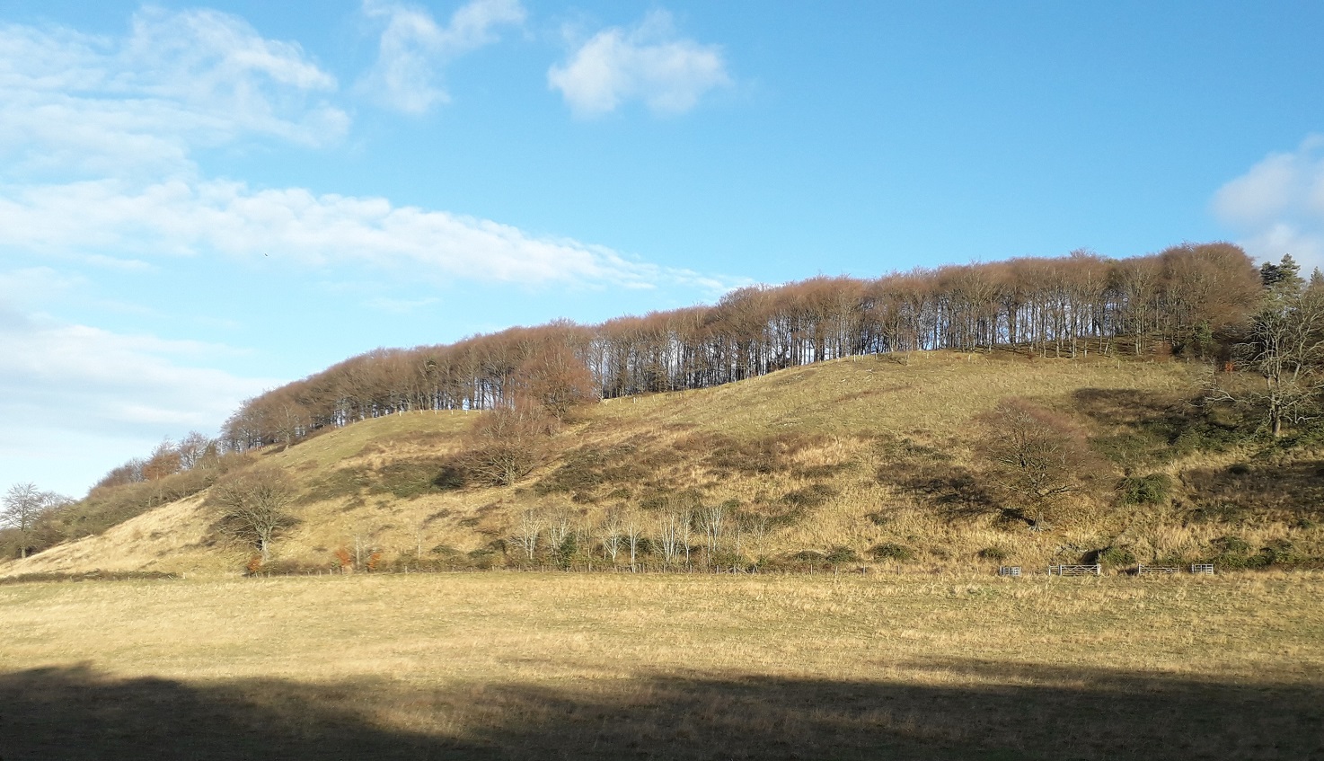 HarlingtonDH10
