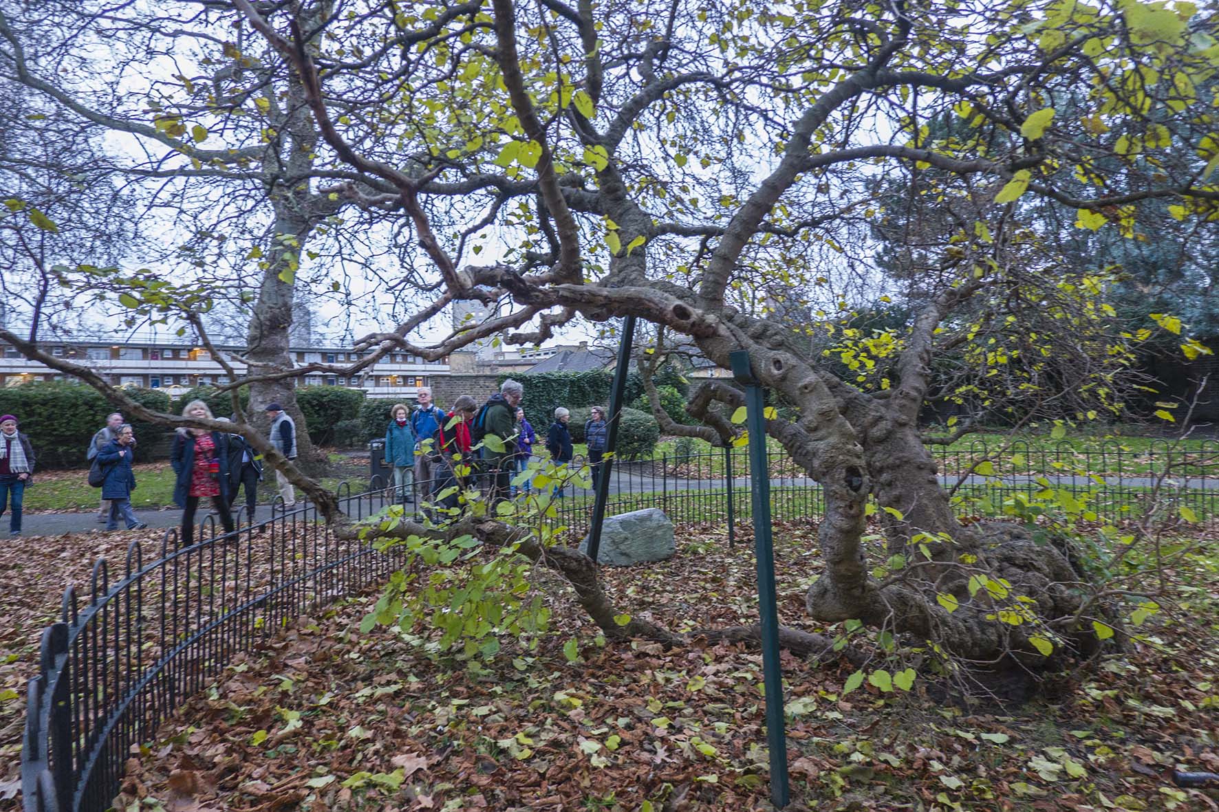 LewishamtoTowerHill MulberryTree