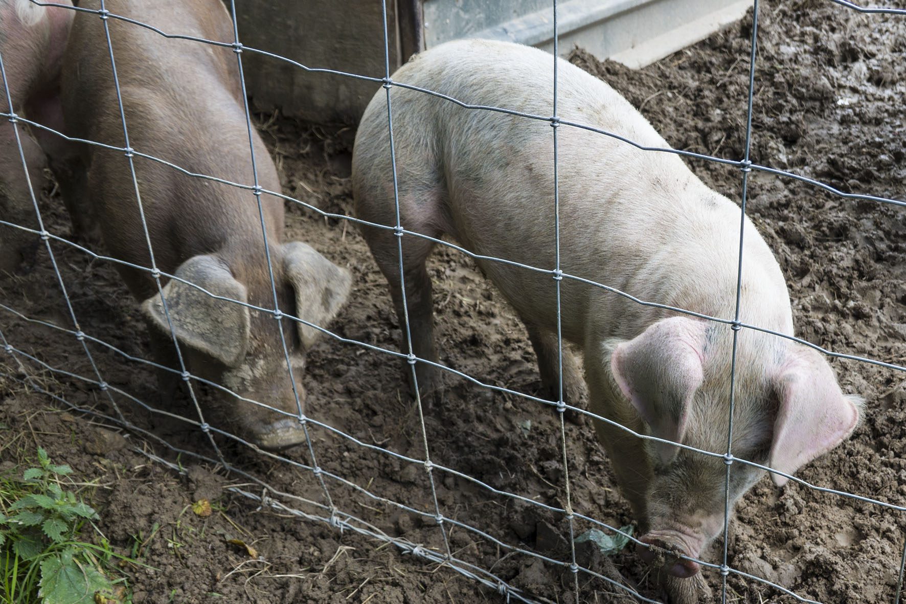 BattleCircPigs