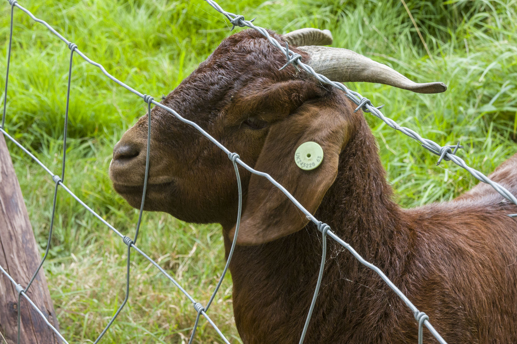 BurestoSudburyGoat