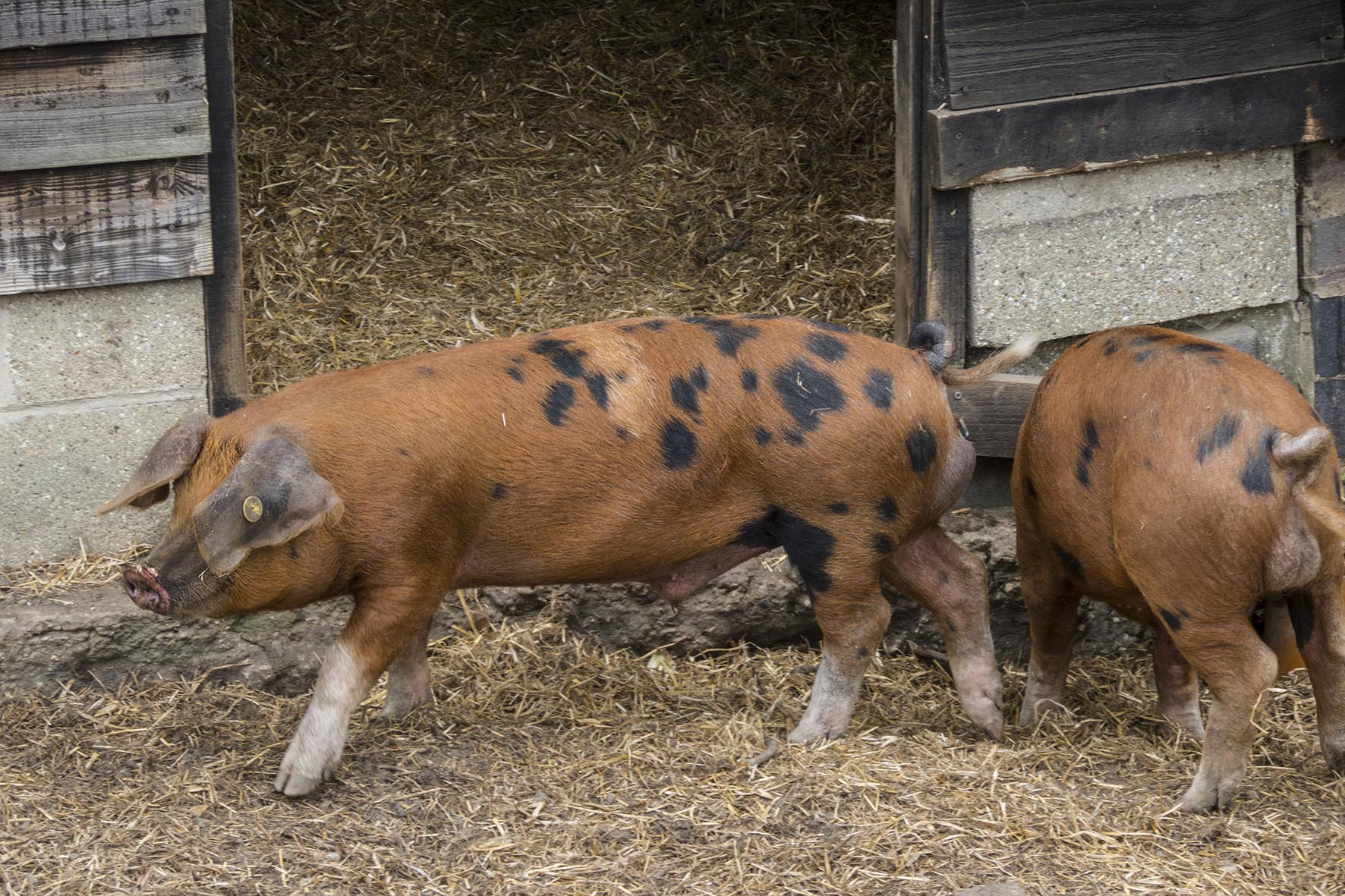 BurestoSudburySpottedPigs