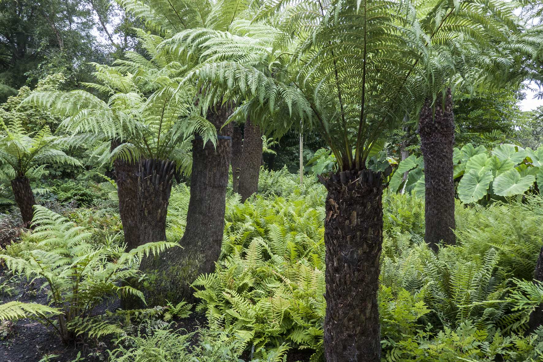 RobertsbridgeEtchnghm MerrimentsGdnFerns