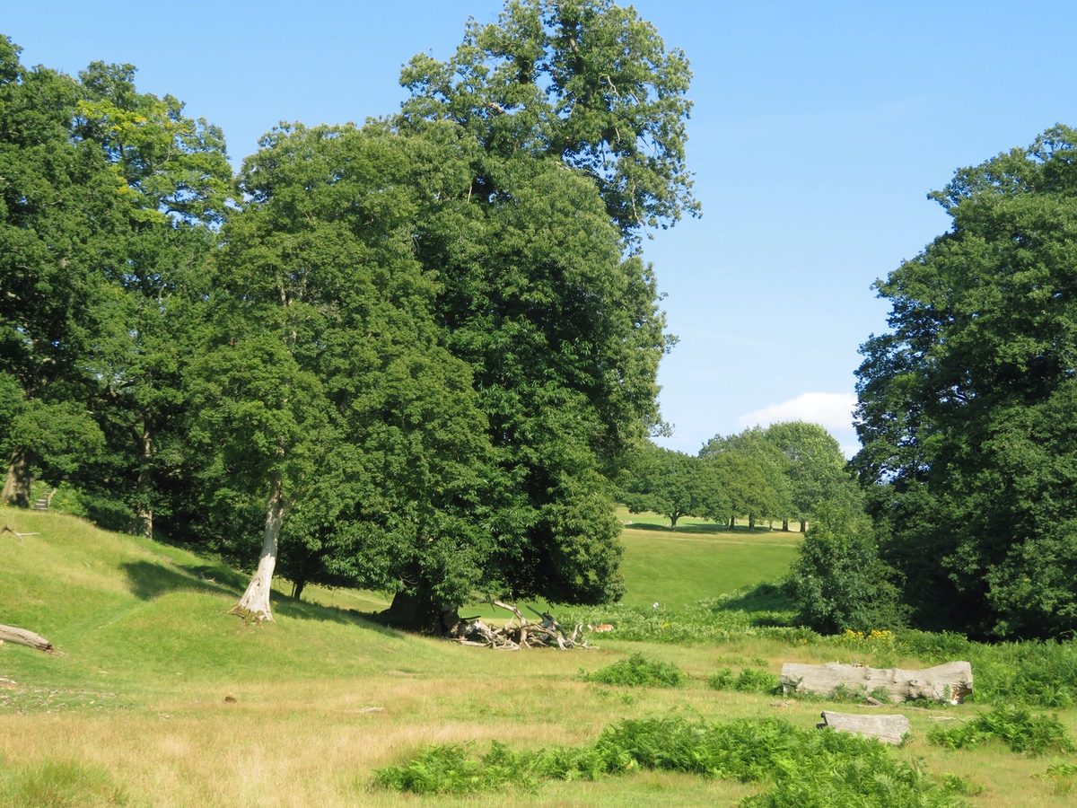 SA Knole Park 3