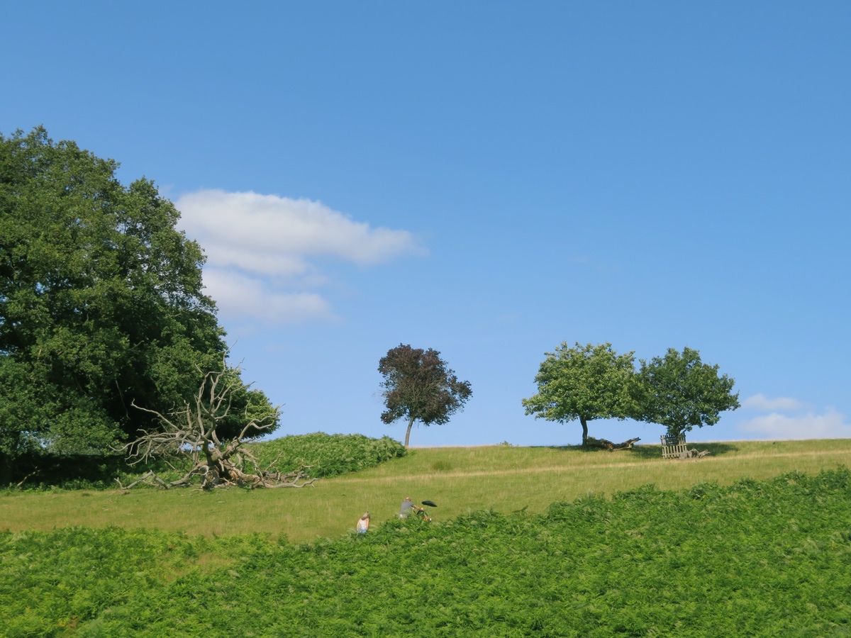 SA Knole Park 5