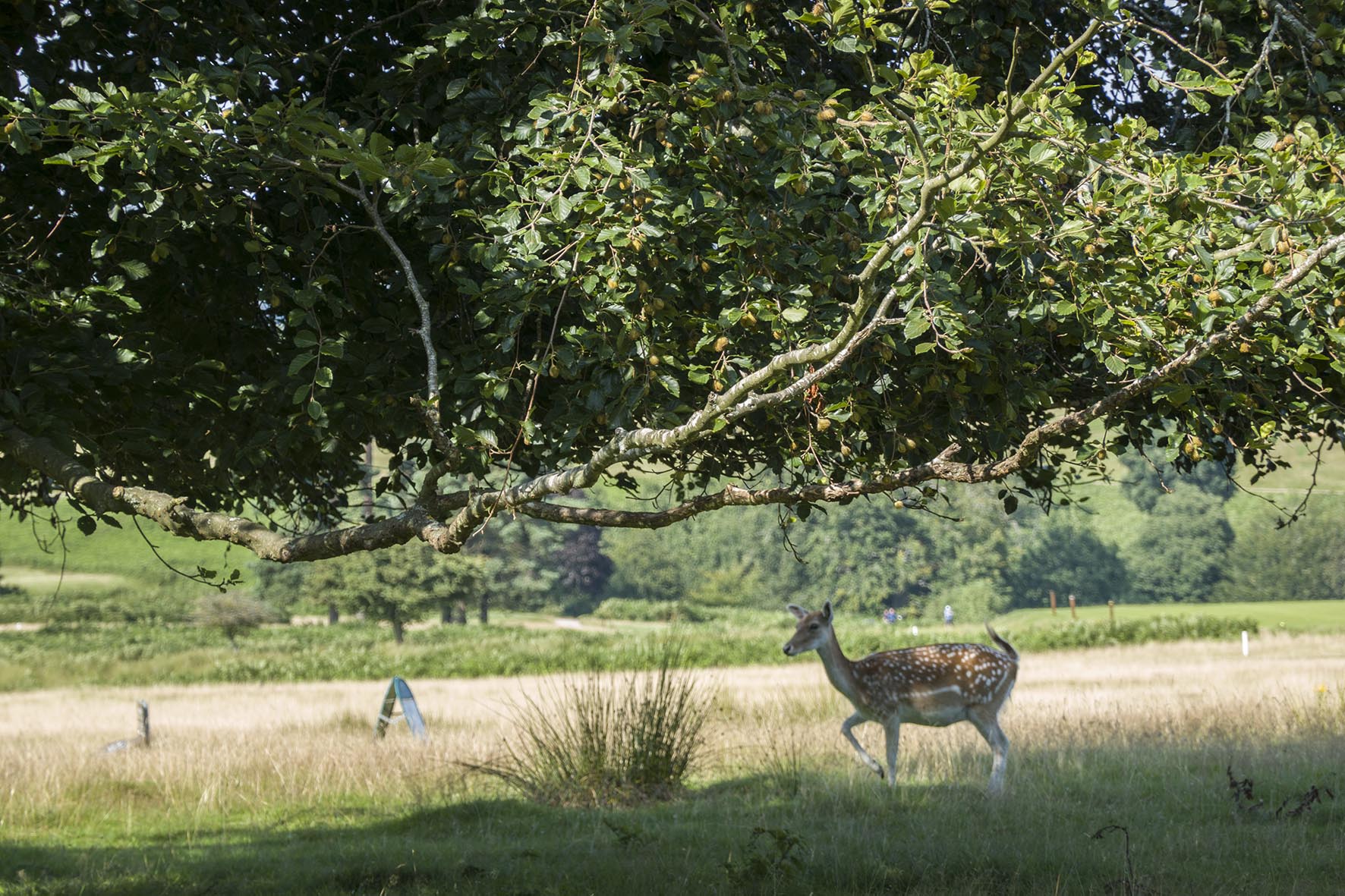 SevenoaksCircDeerKnolepark