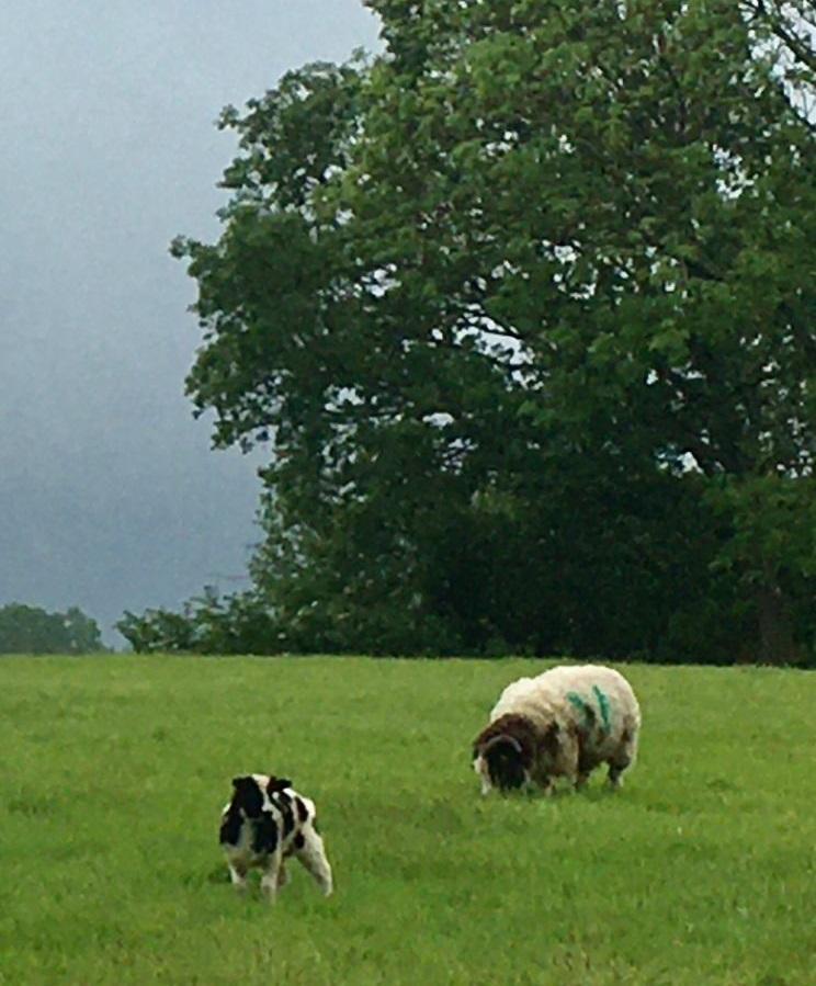 Witley May 24 SE 7