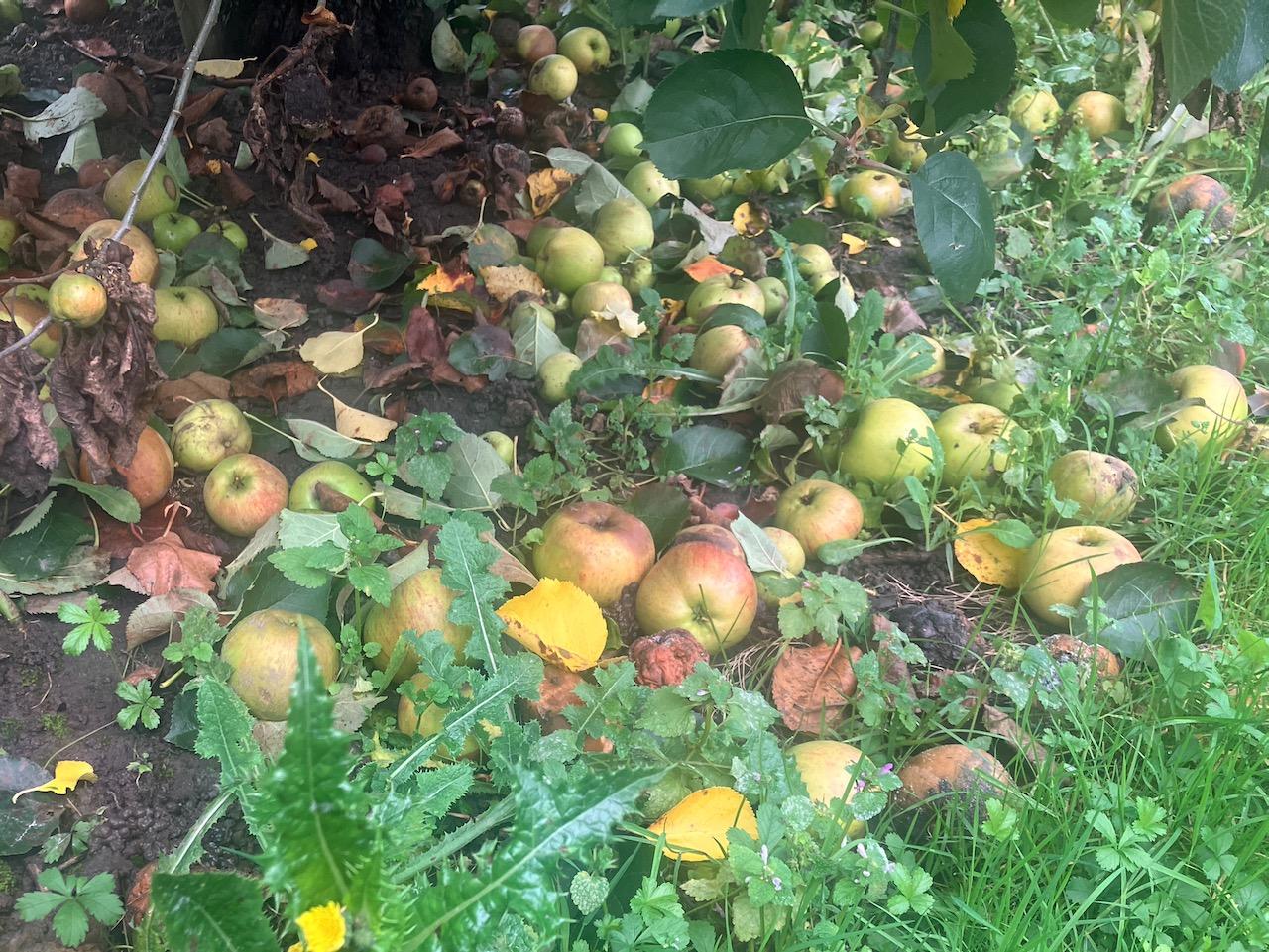 BoroughGreen OCT 24 DD 2
