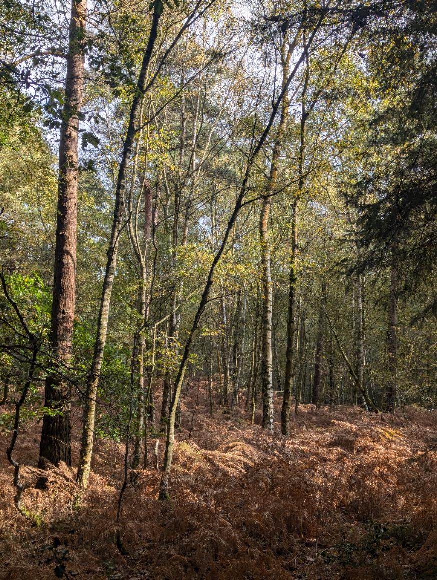 BoroughGreen OCT 24 MB 3