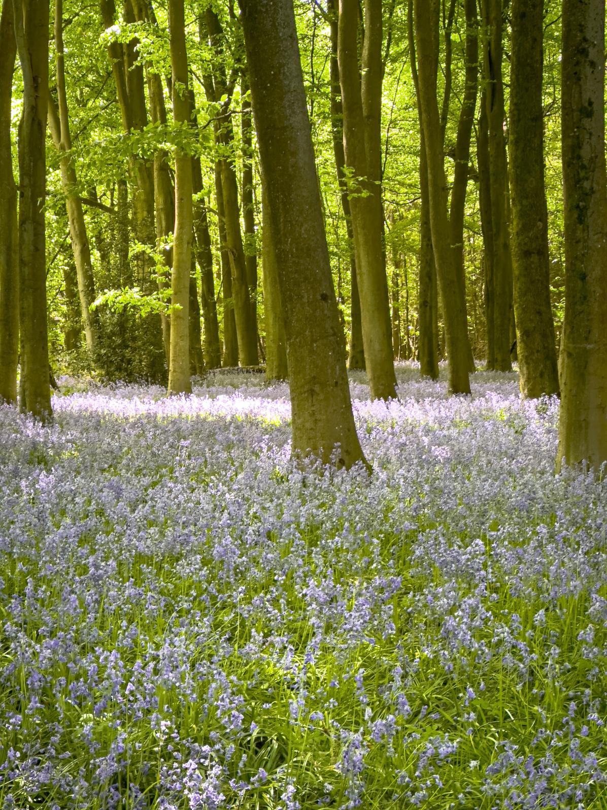 Amersham May25 AlM 4.1