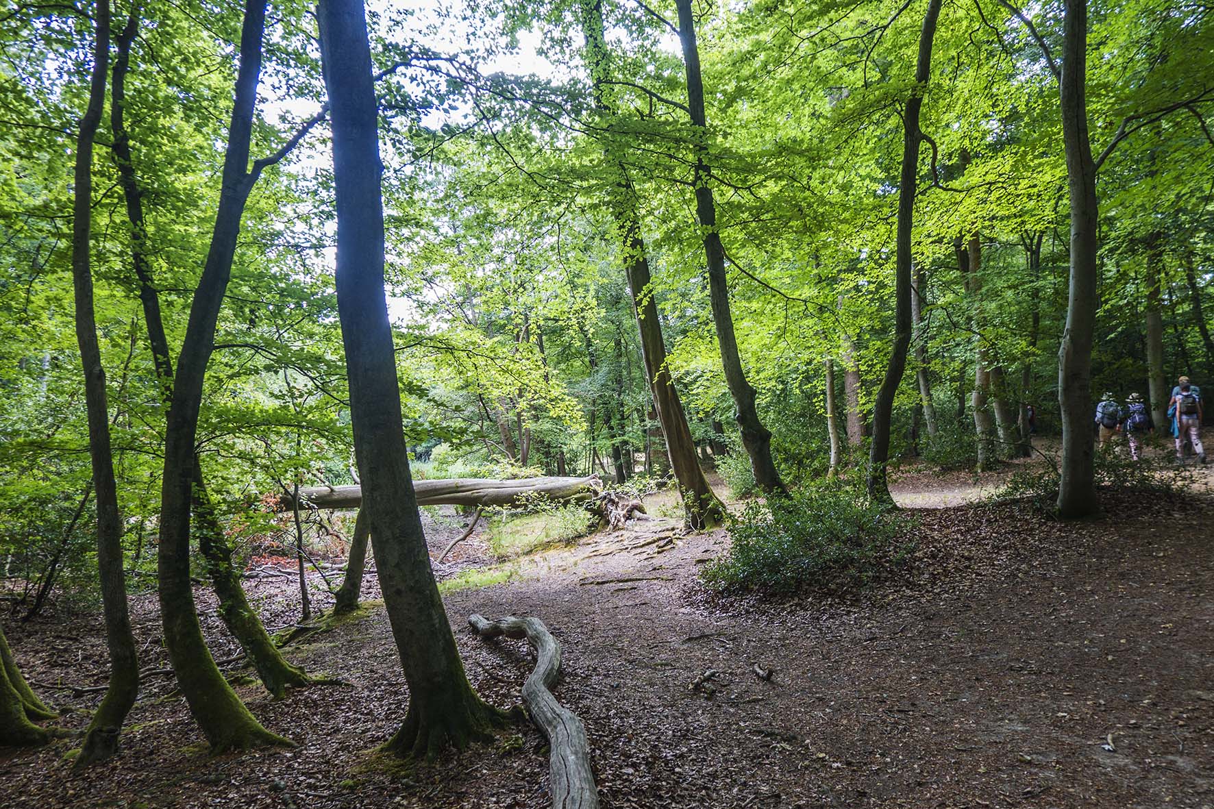 CookhamtoBurnham RLG11