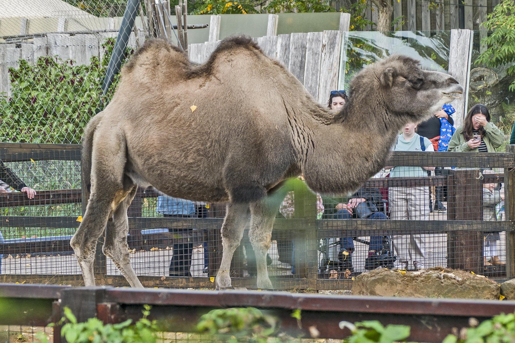 PaddingtontoRegentsPk RLG07