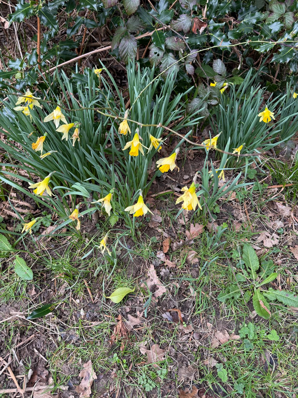 Buxted MAR26 HJ 4