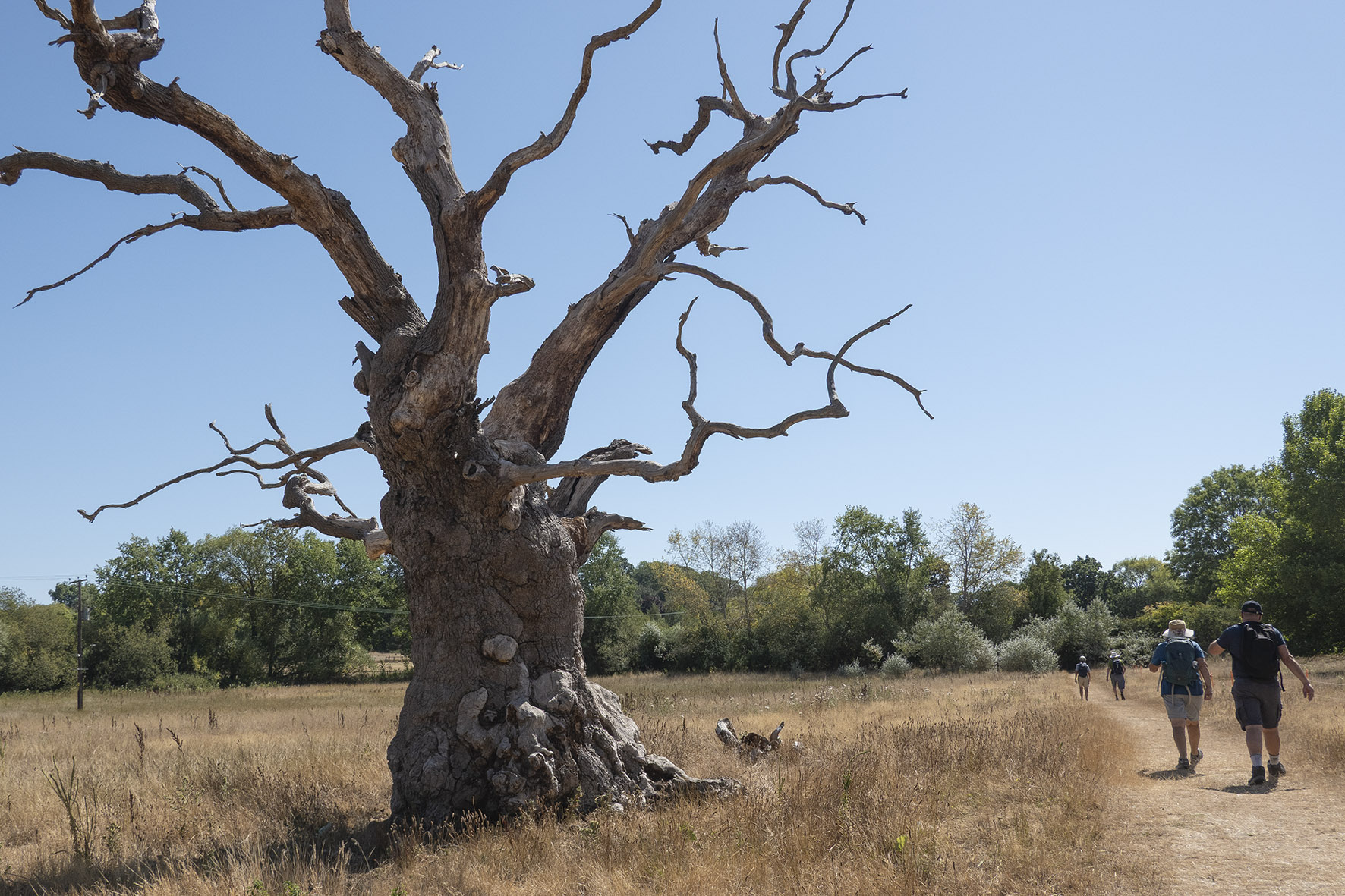 ManningtreeCirc.RLG08